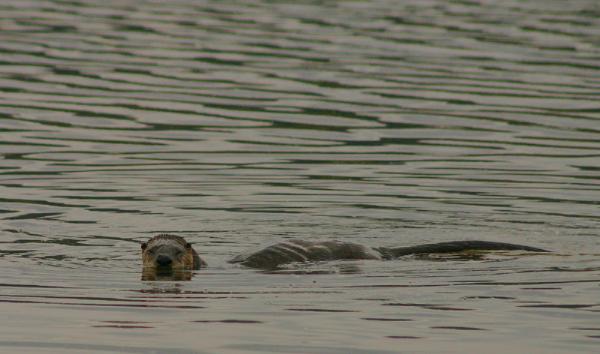 Photo of Lontra canadensis by <a href="http://www.pbase.com/phototrex">Fred Lang</a>